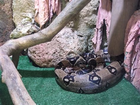 Image result for Sawa O Python