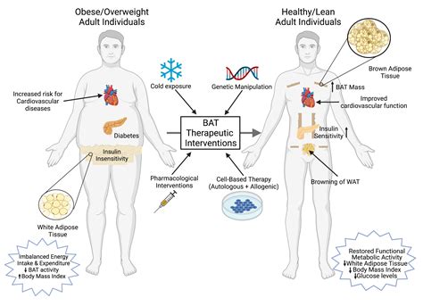 Afbeeldingsresultaten voor Wat Adipose Tissue