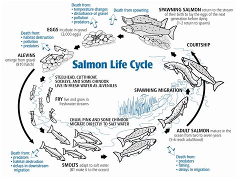 Image result for Pink Salmon Life Cycle