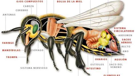 Image result for Estructura De Los Insectos