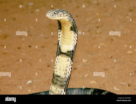 Image result for King Cobra Fangs