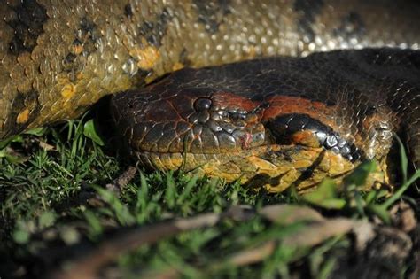 Toradh íomhá ar Anaconda Snake Rainforest