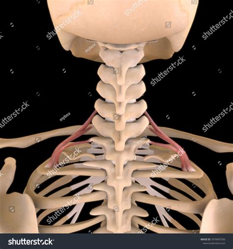 Image result for Soft Muscle Cells