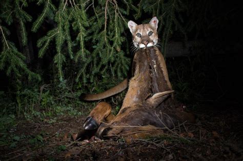 Afbeeldingsresultaten voor Hunting Animals