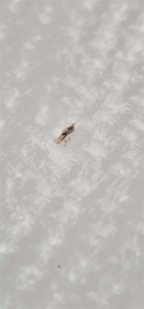 What Do Body Lice Look Like के लिए छवि परिणाम