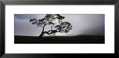 Image result for KOA Tree Silhouette Drawing