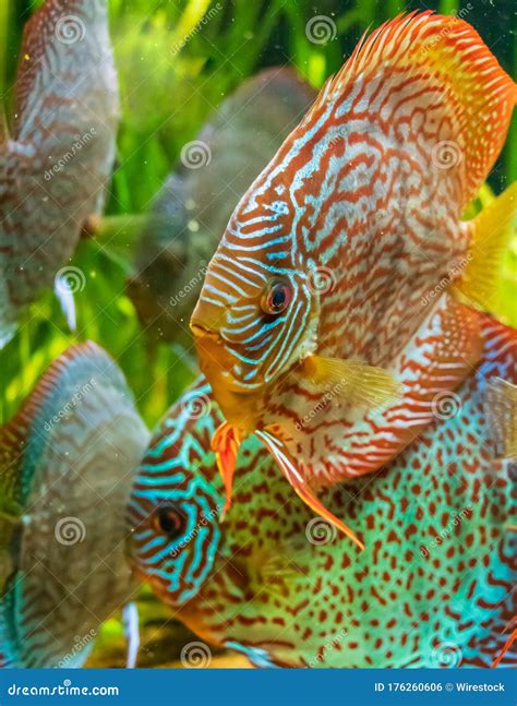 Afbeeldingsresultaten voor Brown Discus