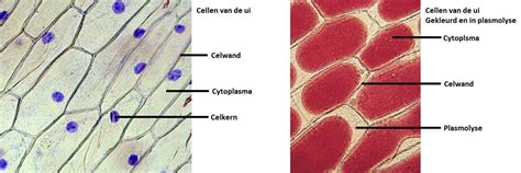 Image result for Vliesje UI