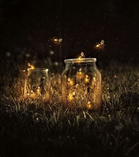Chasing Fireflies. Fireflies wake, stories unfold... | by K. Oliva | Medium