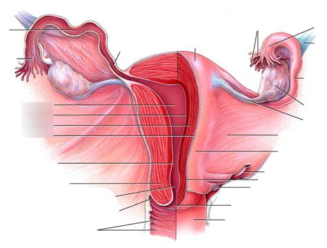 Female Reproductive System Internal and External に対する画像結果