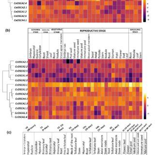 Image result for Stages of Gene Expression