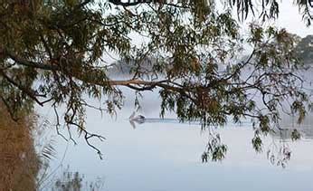 Image result for Murray River Python
