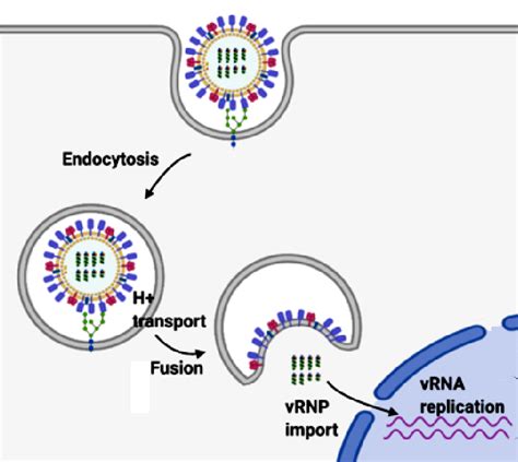 Image result for Virus Host Cell