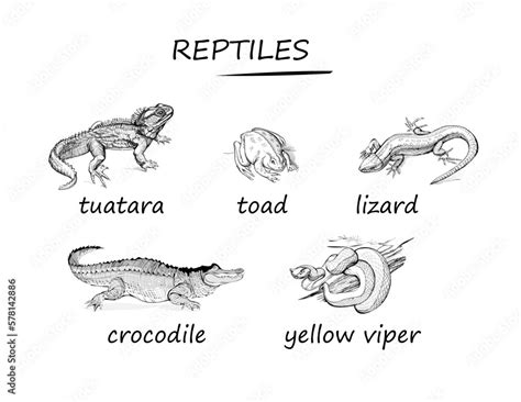 Image result for 3 Reptiles Animal Drawing