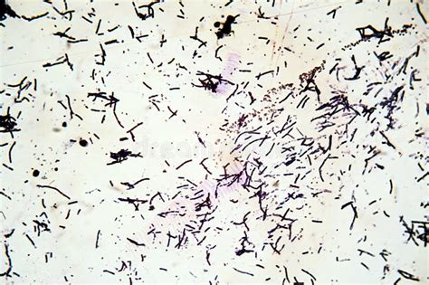 Gram Stain Shapes に対する画像結果