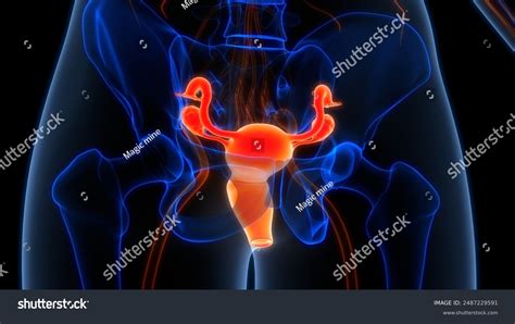 Toradh íomhá ar Female Reproductive System Consists Of