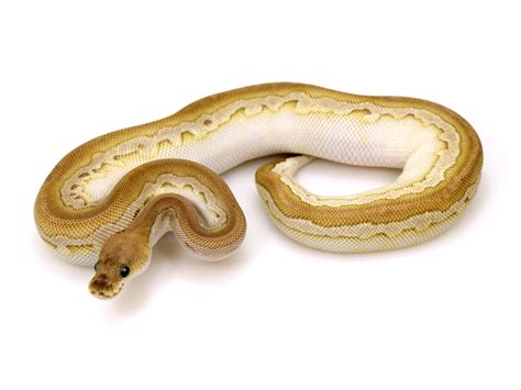 Image result for Calico Cinnamon Lesser Ball Python