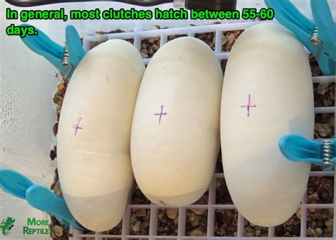 Afbeeldingsresultaten voor Ball Python Parts