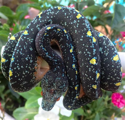 Toradh íomhá ar Black Green Tree Python