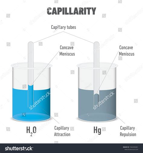 Image result for Capillary in Tissue