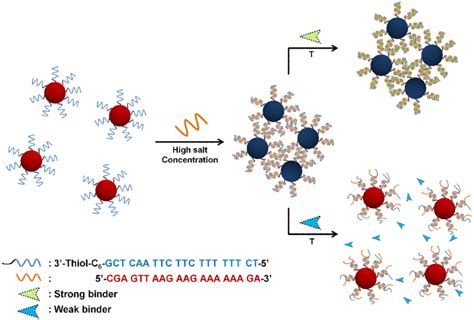 Image result for cDNA Probe