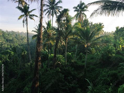 Image result for Lush Jungle Path