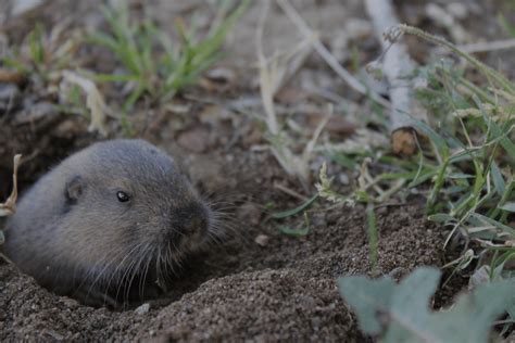 Gopher Torch-க்கான படிம முடிவு