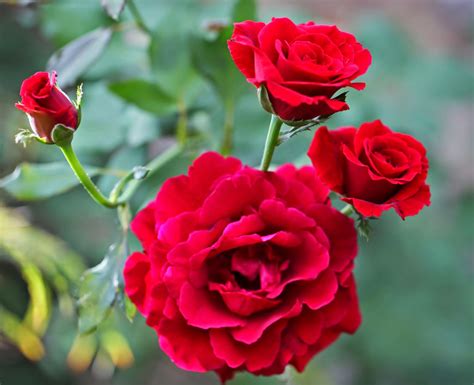 Image result for Rose Circle Border