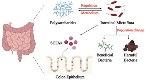 Image result for Digestion of Polysacchride
