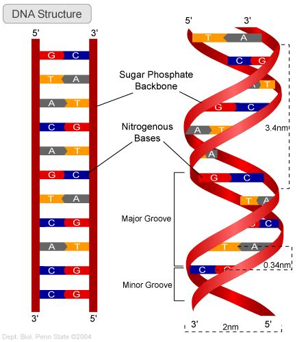 Image result for DNA Structure ND Function