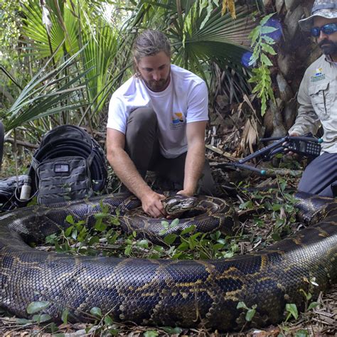 Toradh íomhá ar Handling Burmese Python