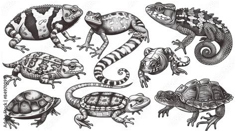 Image result for 3 Reptiles Animal Drawing