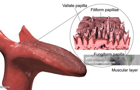 Toradh íomhá ar Filiform Papillae