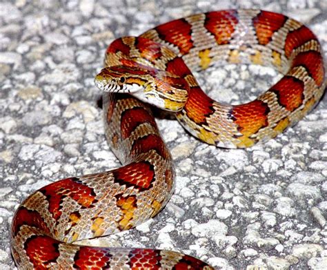 Image result for Big Corn Snake