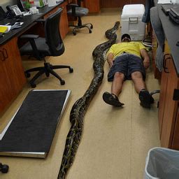 Image result for Mrezasti Piton