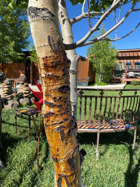 Cold SAP Exploding in Trees に対する画像結果