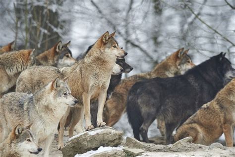 Toradh íomhá ar Kinds of Wolves