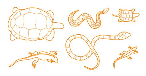 Image result for 3 Reptiles Animal Drawing