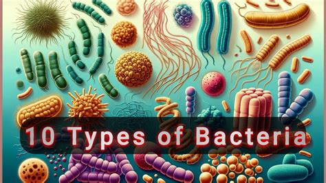 Image result for Bacteria Examples