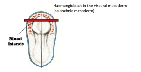 Image result for Mesolimbisch Circuit
