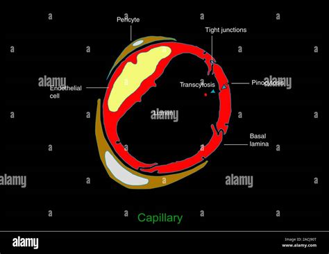 Image result for Capillary in Tissue