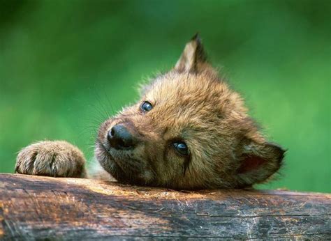 Image result for Little Wolves