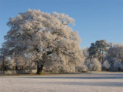 Image result for Winter/Spring Trees