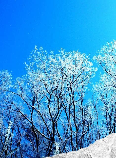 Image result for Winter/Spring Trees
