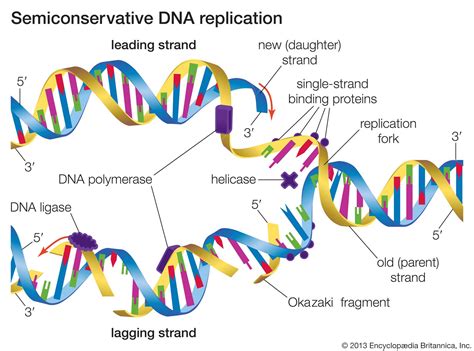 Toradh íomhá ar DNA Template Strand