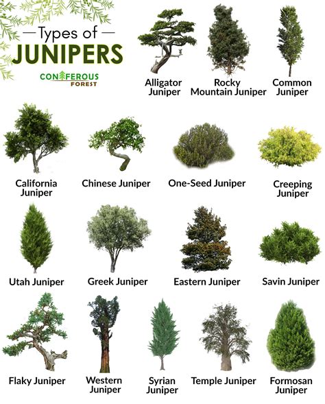 Types of Juniper Trees に対する画像結果