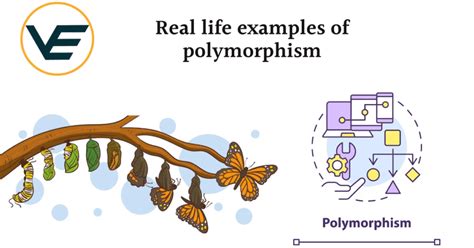 Image result for Polymorphism Effect in Design