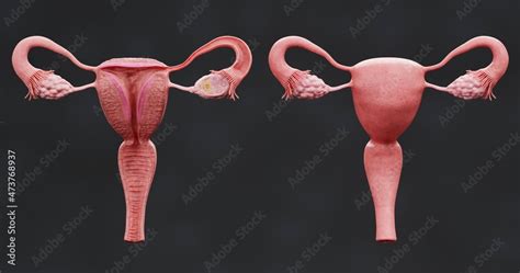 Image result for Female Reproductive Part in Real