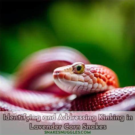 Image result for Lavender Corn Snake
