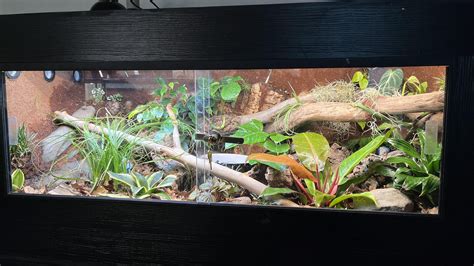 Toradh íomhá ar How to Set Up a Ball Python Vivarium
